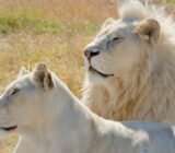 10 asombrosos animales albinos – Animal Kingdom