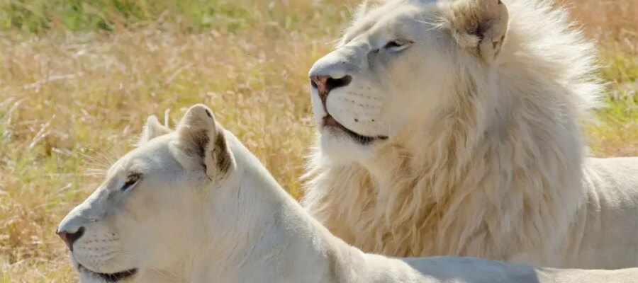 León albino y leona.