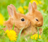 10 cachorros que aman la primavera