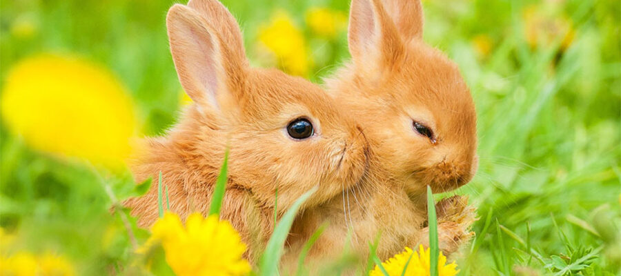 Dos conejitos en un campo con flores.