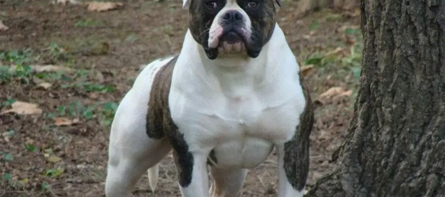 Perro Bulldog americano visto de cerca.