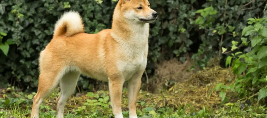 Perro Shiba Inu sentado en la hierba.