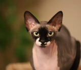 13 gatos Sphynx increíblemente lindos