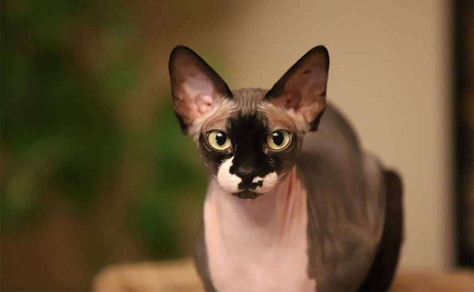 Gato Esfinge.