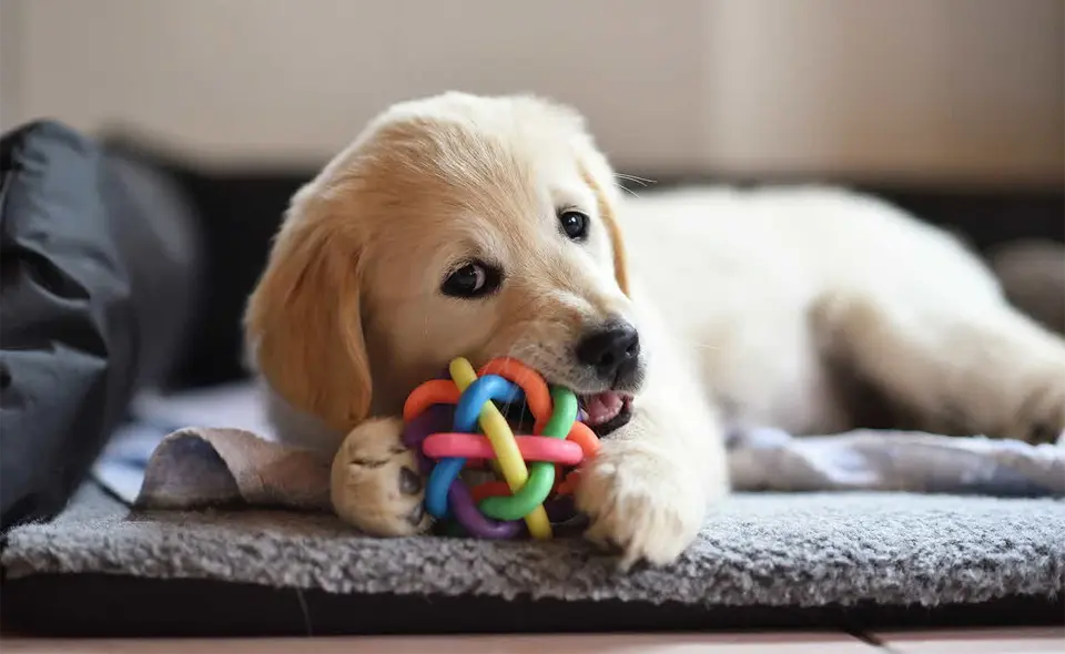Cachorro labrador jugando con un juguete multicolor.