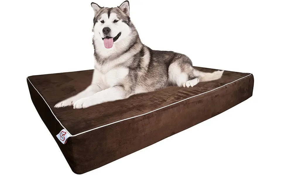 Perro husky de pie sobre una cama ortopédica para perros OnePet-TwoPet.