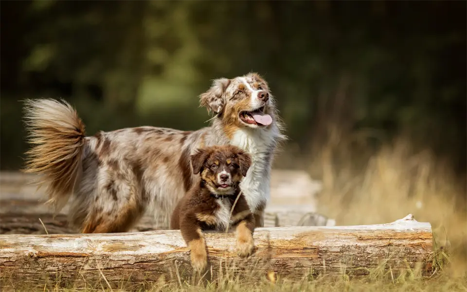 Perro adulto y cachorro sentados juntos.