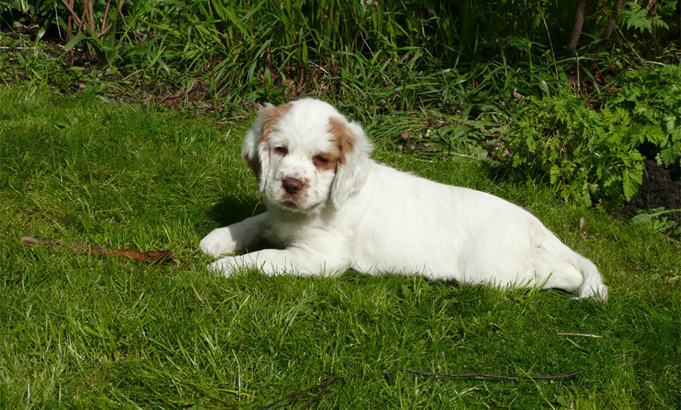 Cachorros Clumber Spaniel tirados en la hierba.