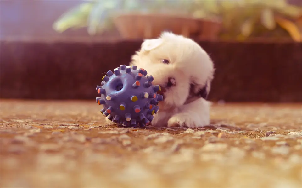 Cachorro mordiendo una pelota de juguete.