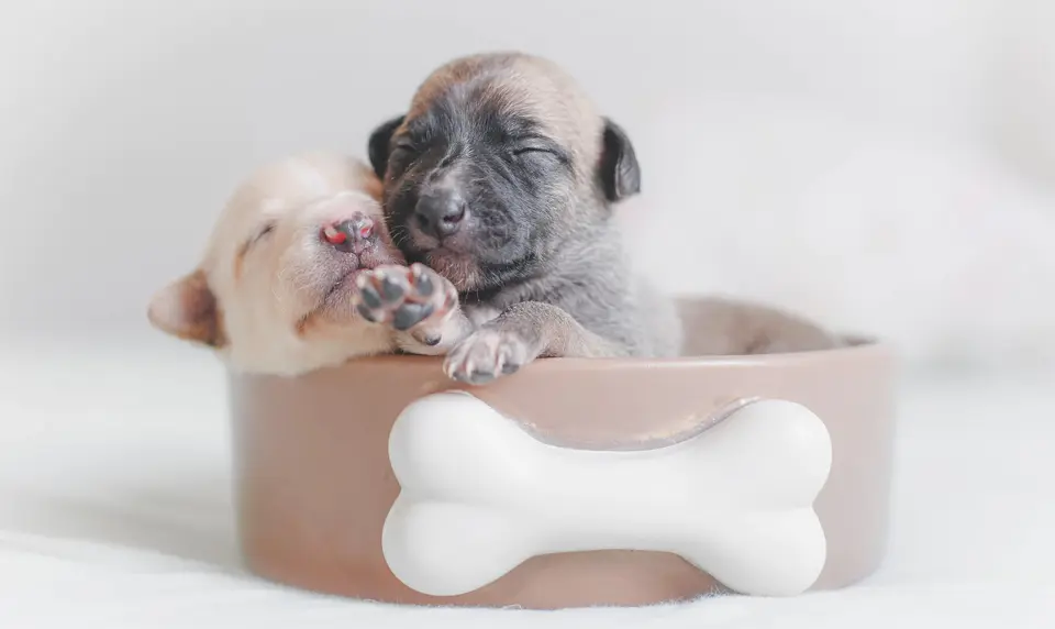 Dos cachorros en un plato de comida.