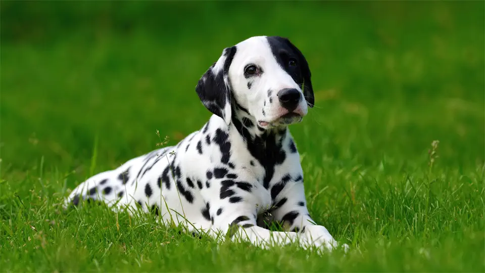 Perro dálmata parado en la hierba.
