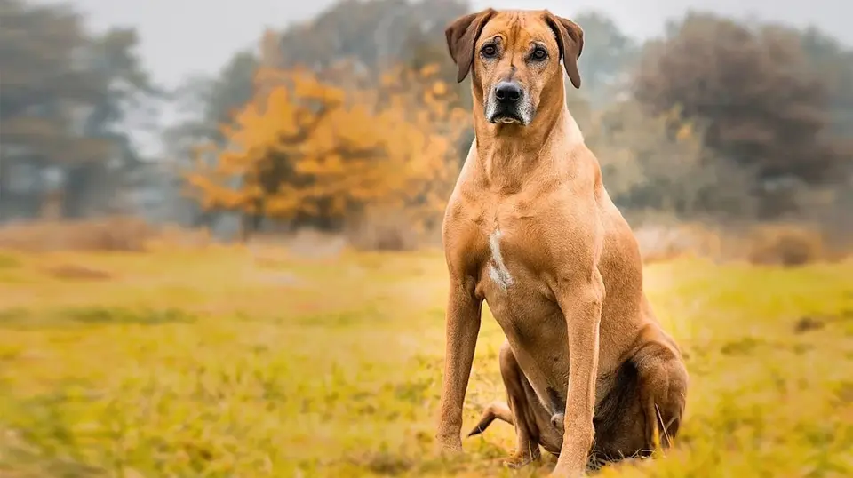 Perro Rhodesian Ridgeback de pie sobre su fondo en la hierba.