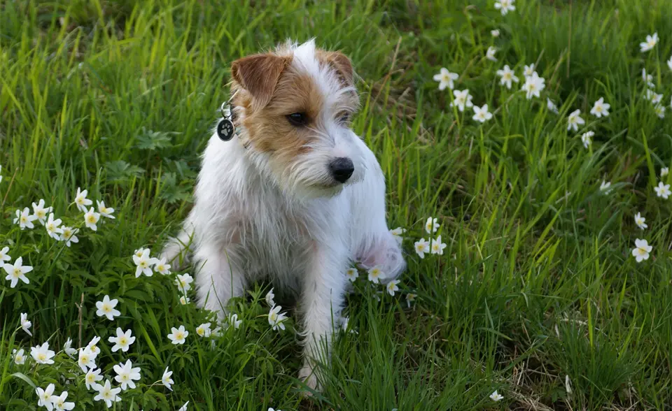 Raza de perro Jack Russell Terrier sentado en la hierba.