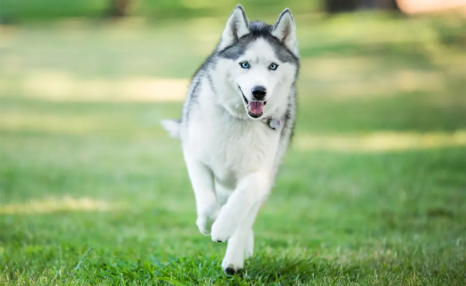 Husky siberiano corriendo sobre la hierba.