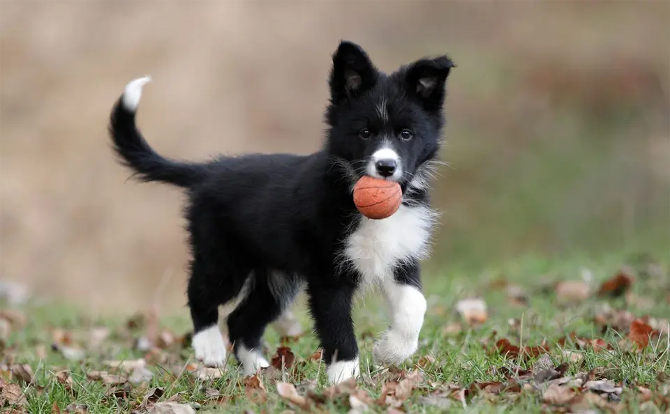 Entonces del Border Collie.