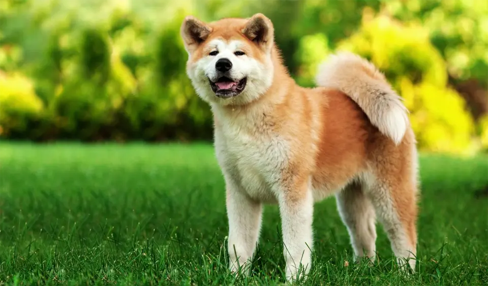 Perro de raza Akita sentado en la hierba.