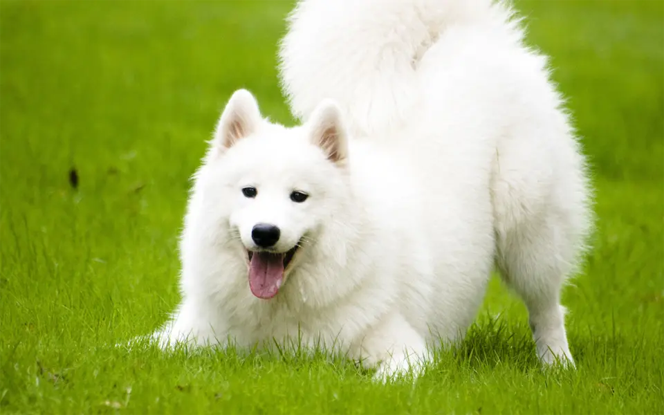 Perro samoyedo jugando en la hierba.