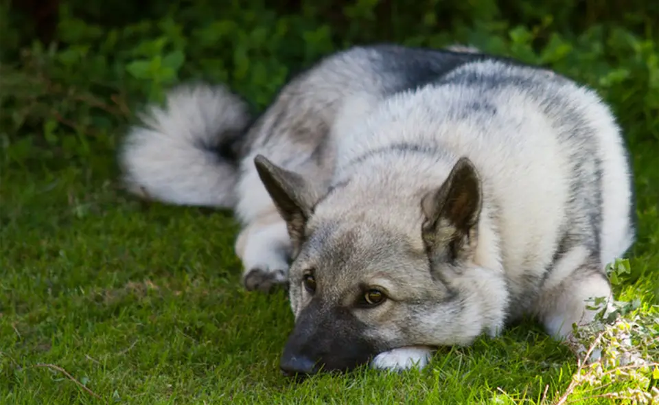 Perro Elkhound tirado en la hierba.