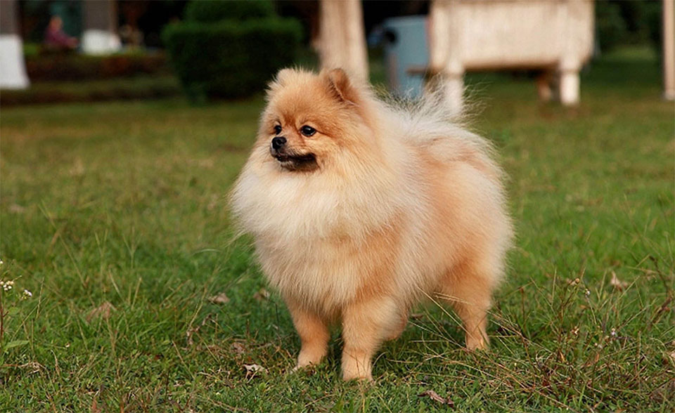Perro Spitz alemán de pie en la hierba.