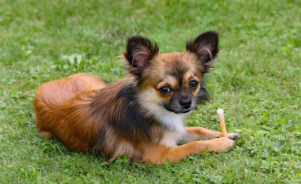 Perro chihuahua parado en la hierba con un palo rojo entre sus patas.