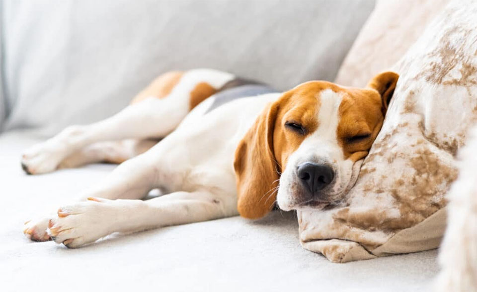 Perro durmiendo con la cabeza sobre la almohada.