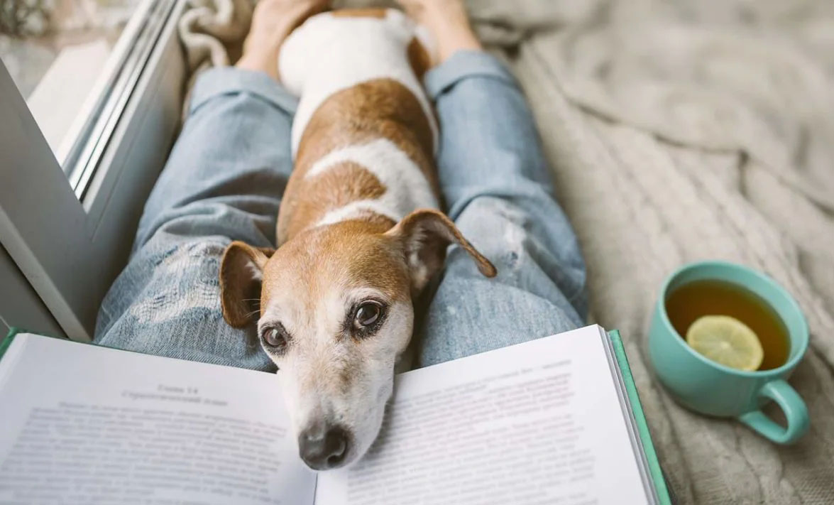 Perro acostado sobre las piernas de una persona con la cabeza apoyada en un libro.