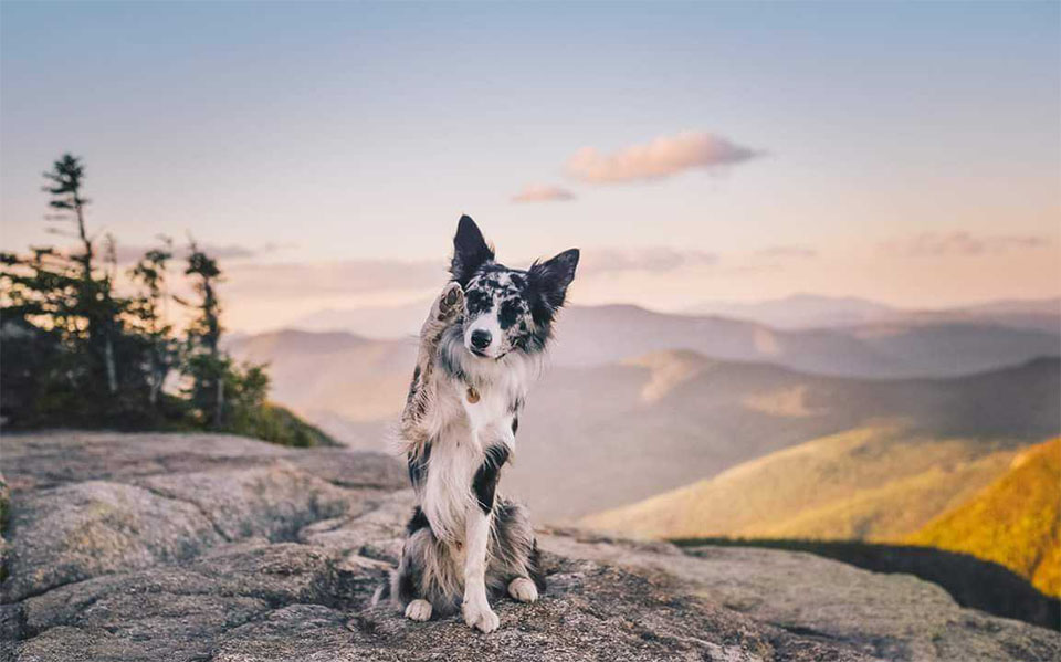 Perro de pie con una pata levantada sobre una piedra de montaña.