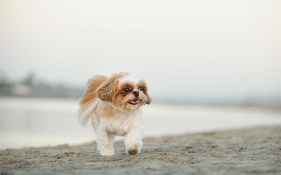 Cachorro en una playa.