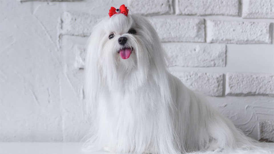 Cachorro blanco con lazo rojo.