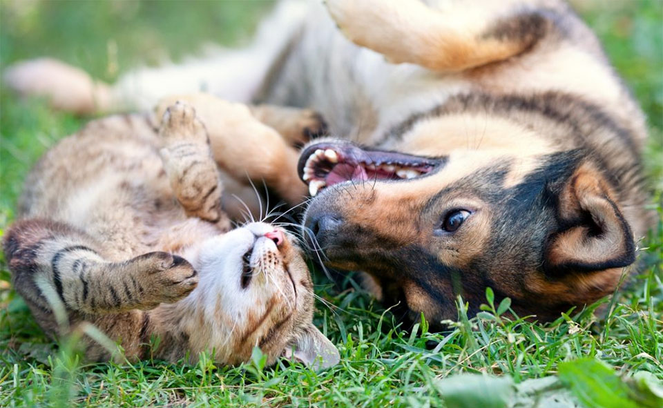 Perro y gato parados sobre sus espaldas en la hierba.