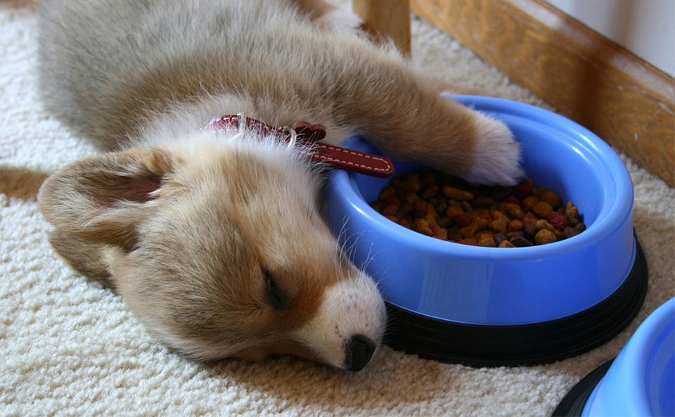 Cachorro durmiendo con una pata en un plato de comida azul.