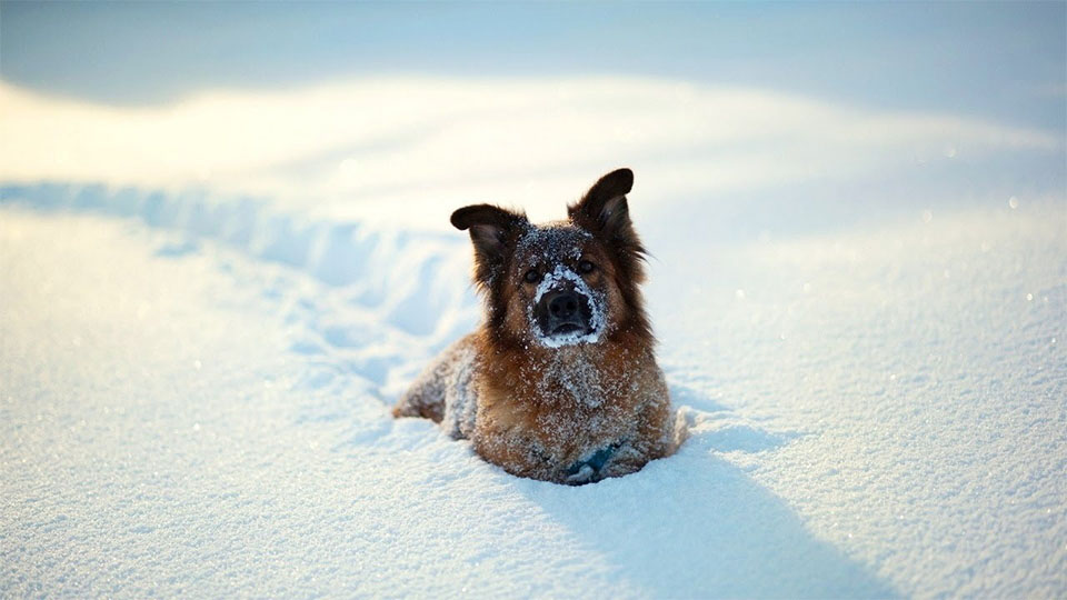 Perro en la nieve.