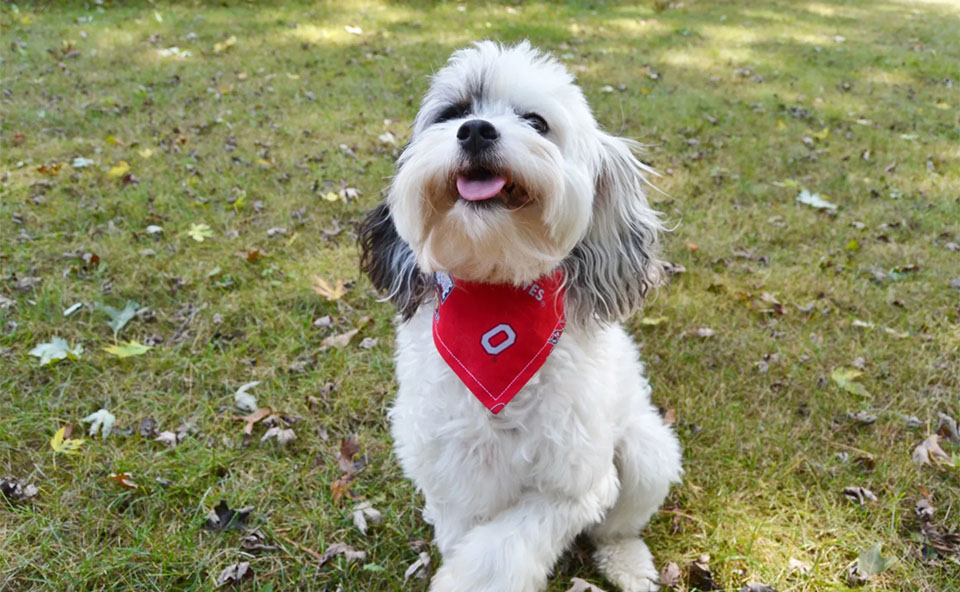 Perro con un pañuelo rojo alrededor del cuello.