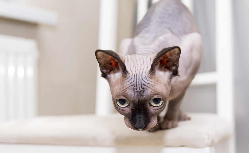 Gato Sphynx en una silla.
