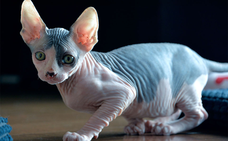 Gatitos Sphynx blancos y azules.