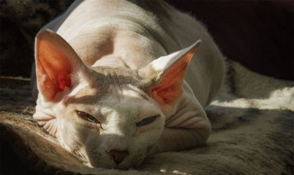 Gato esfinge durmiendo en una zona soleada.