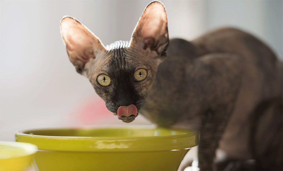 Gato Sphynx lamiéndose la cara.