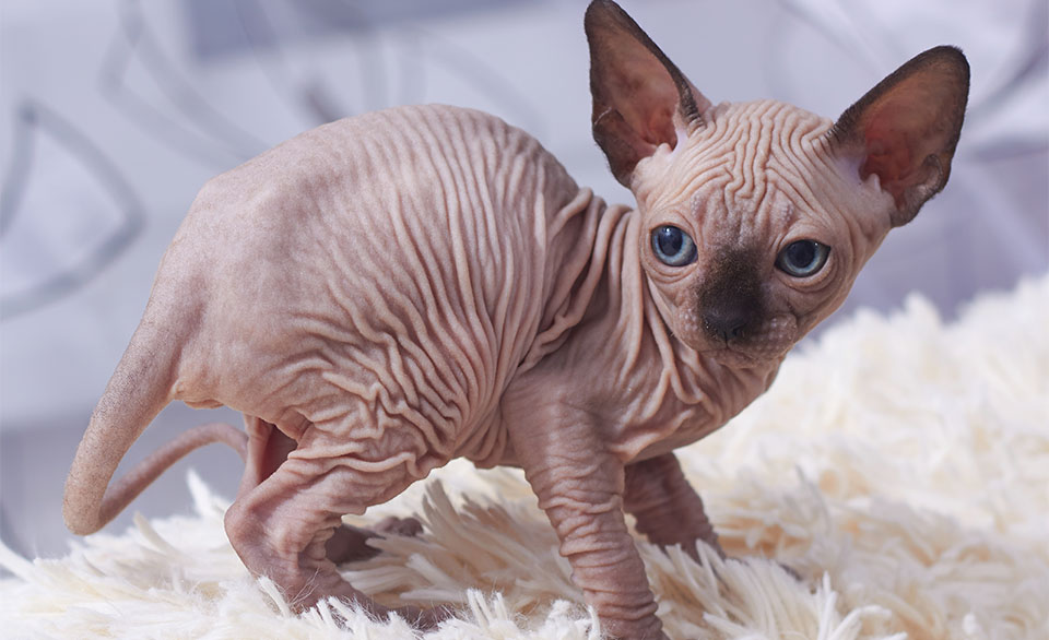 Gatito Sphynx sobre una manta.