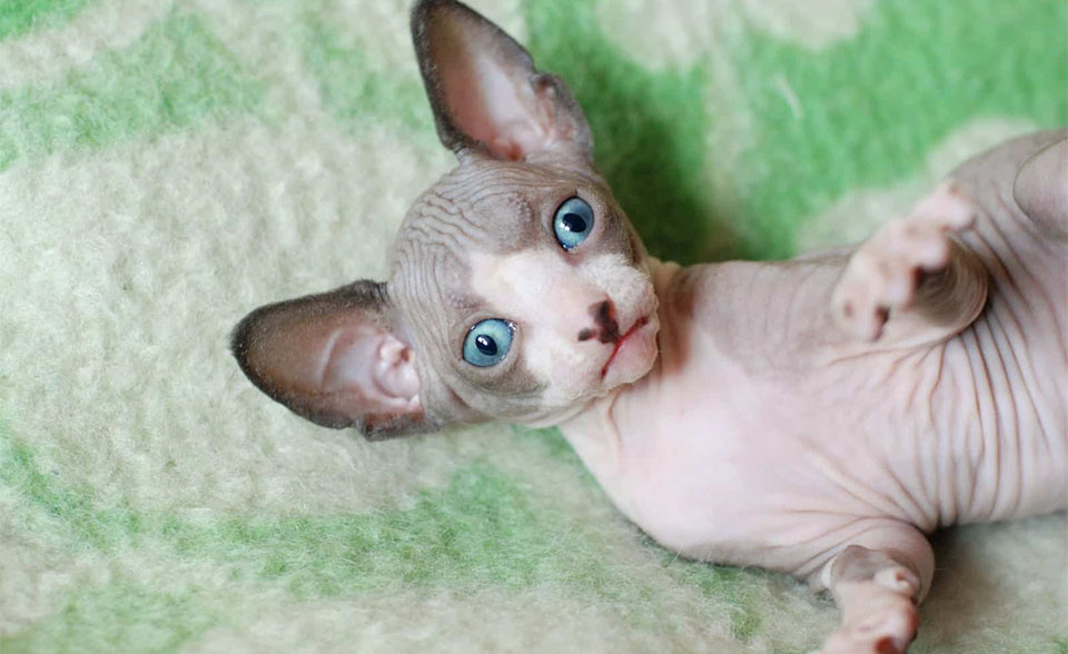 Gatito Sphynx con ojos azules.