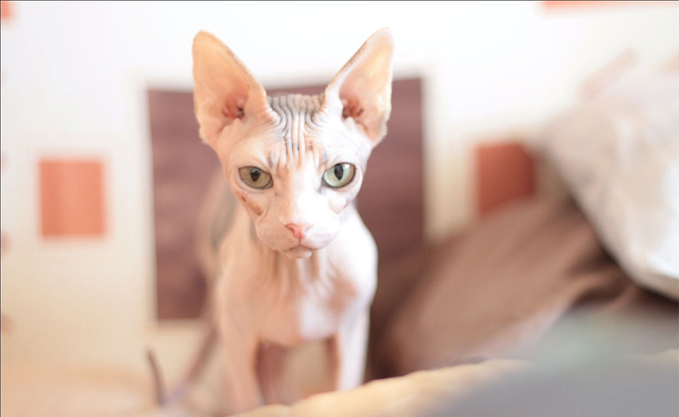 Gato Sphynx en un sofá.