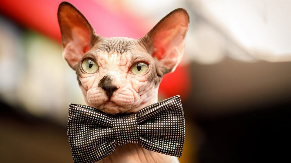 Gato esfinge con una pajarita alrededor del cuello.