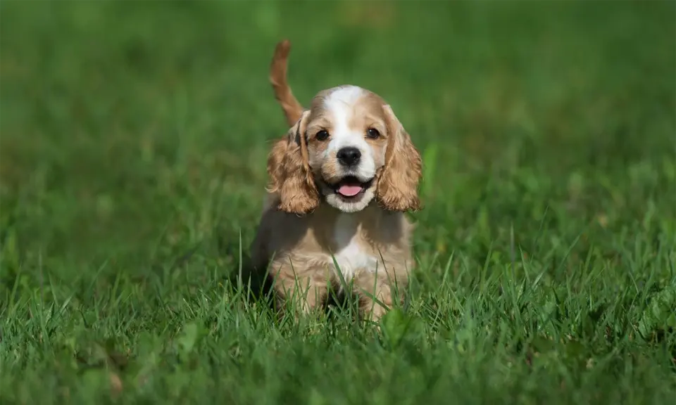 Cachorros cocker spaniel.