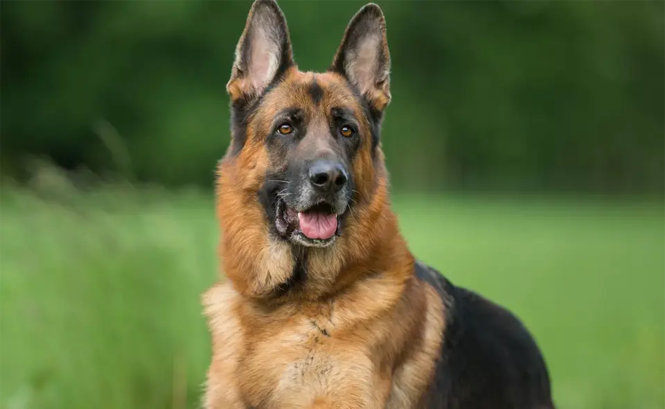 Perro pastor alemán visto de cerca.