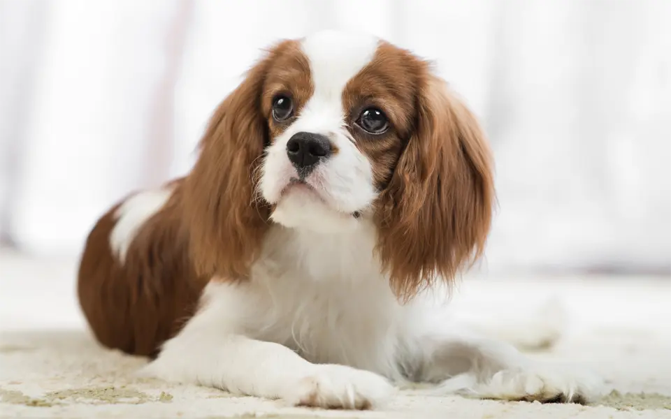 El perro Cavalier King Charles Spaniel visto de cerca.