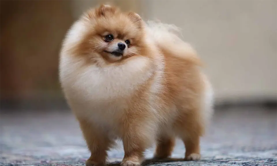 Cachorros de Pomerania.