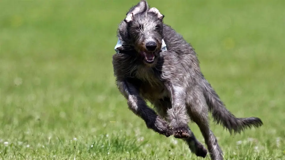 Galgo escocés corriendo.