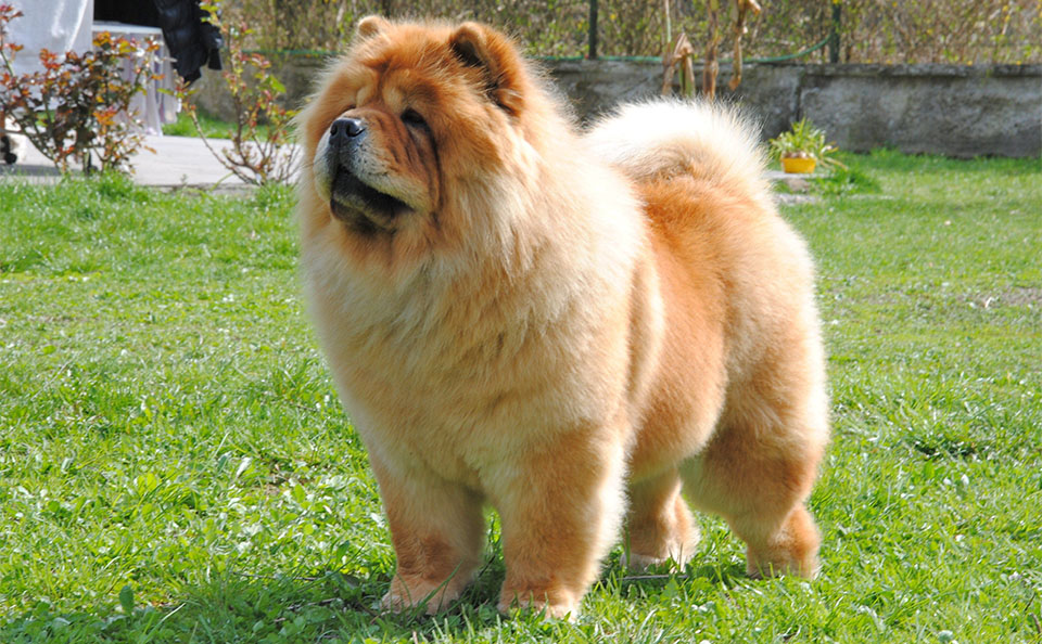 Perro Chow Chow parado en la hierba.