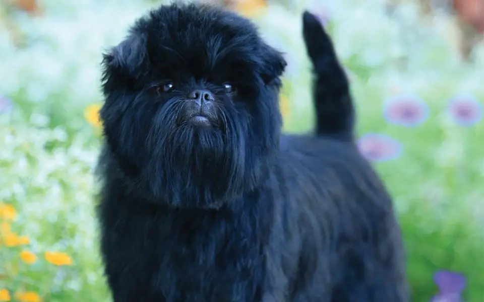 Caín Affenpinscher.