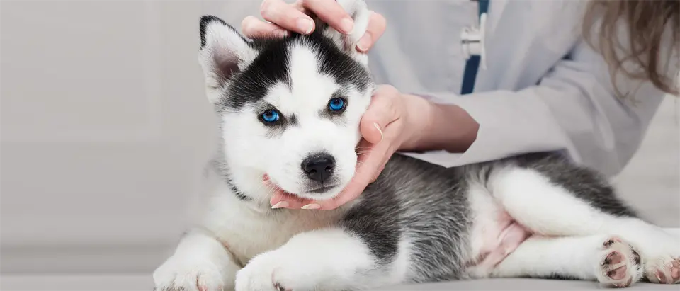 Cachorros Husky en una visita veterinaria.
