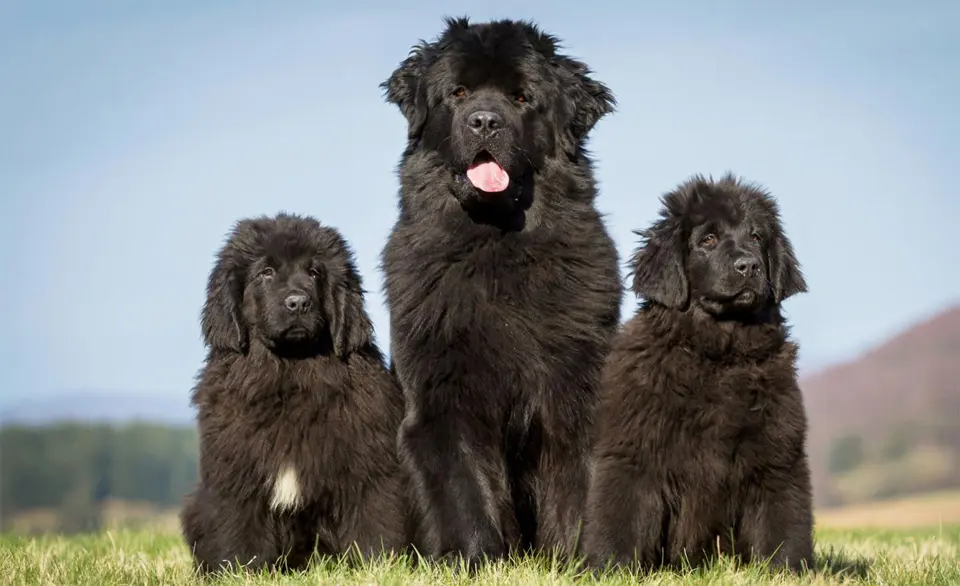 Perro Terra Nova con dos cachorros parados en el césped.